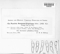 Puccinia anemones-virginianae image